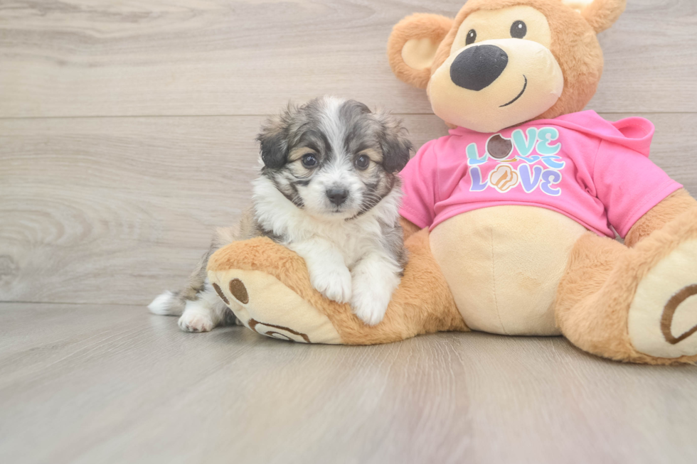Aussiechon Puppy for Adoption