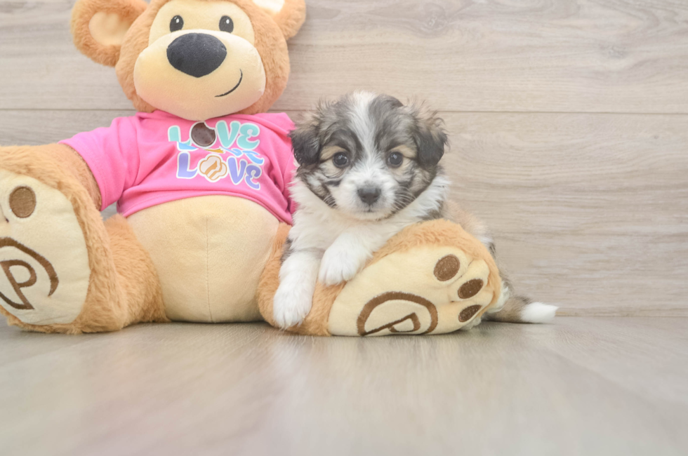 5 week old Aussiechon Puppy For Sale - Premier Pups