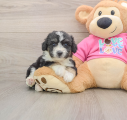 7 week old Aussiechon Puppy For Sale - Premier Pups