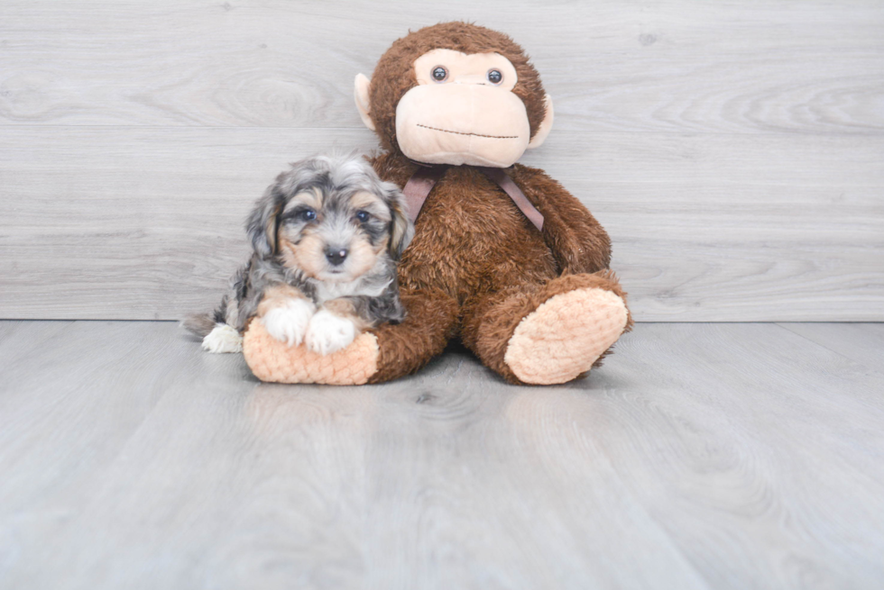 Aussiechon Puppy for Adoption