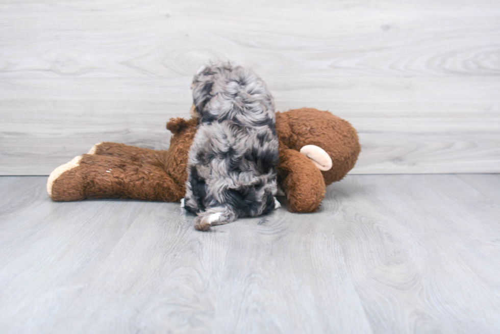 Adorable Australian Designer Puppy