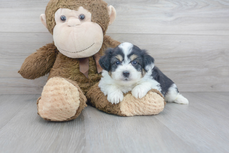 Aussiechon Pup Being Cute