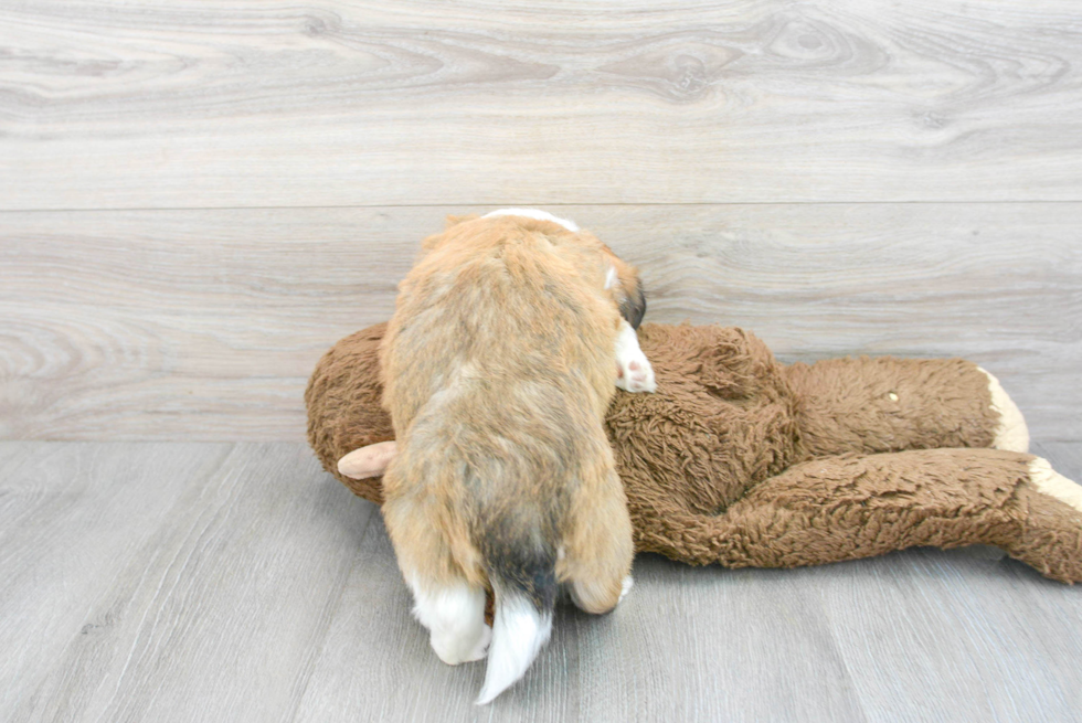 Adorable Australian Designer Puppy