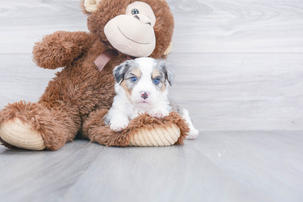 Energetic Australian Designer Puppy