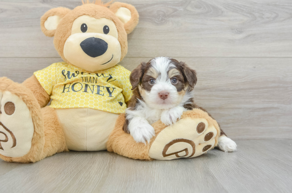 5 week old Aussiechon Puppy For Sale - Premier Pups