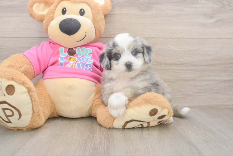Aussiechon Puppy for Adoption