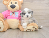 5 week old Aussiechon Puppy For Sale - Premier Pups