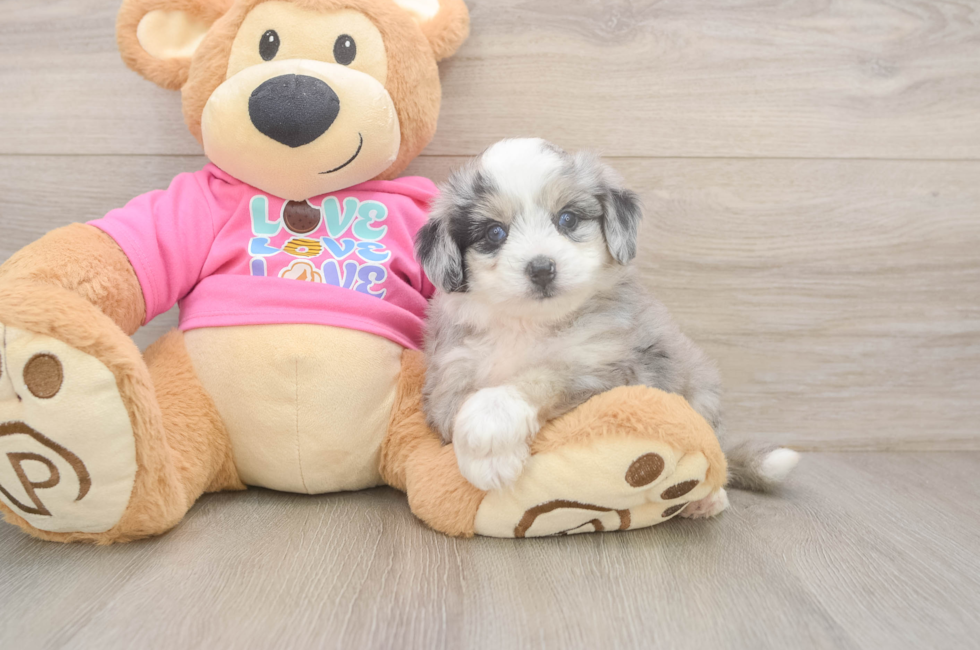 5 week old Aussiechon Puppy For Sale - Premier Pups