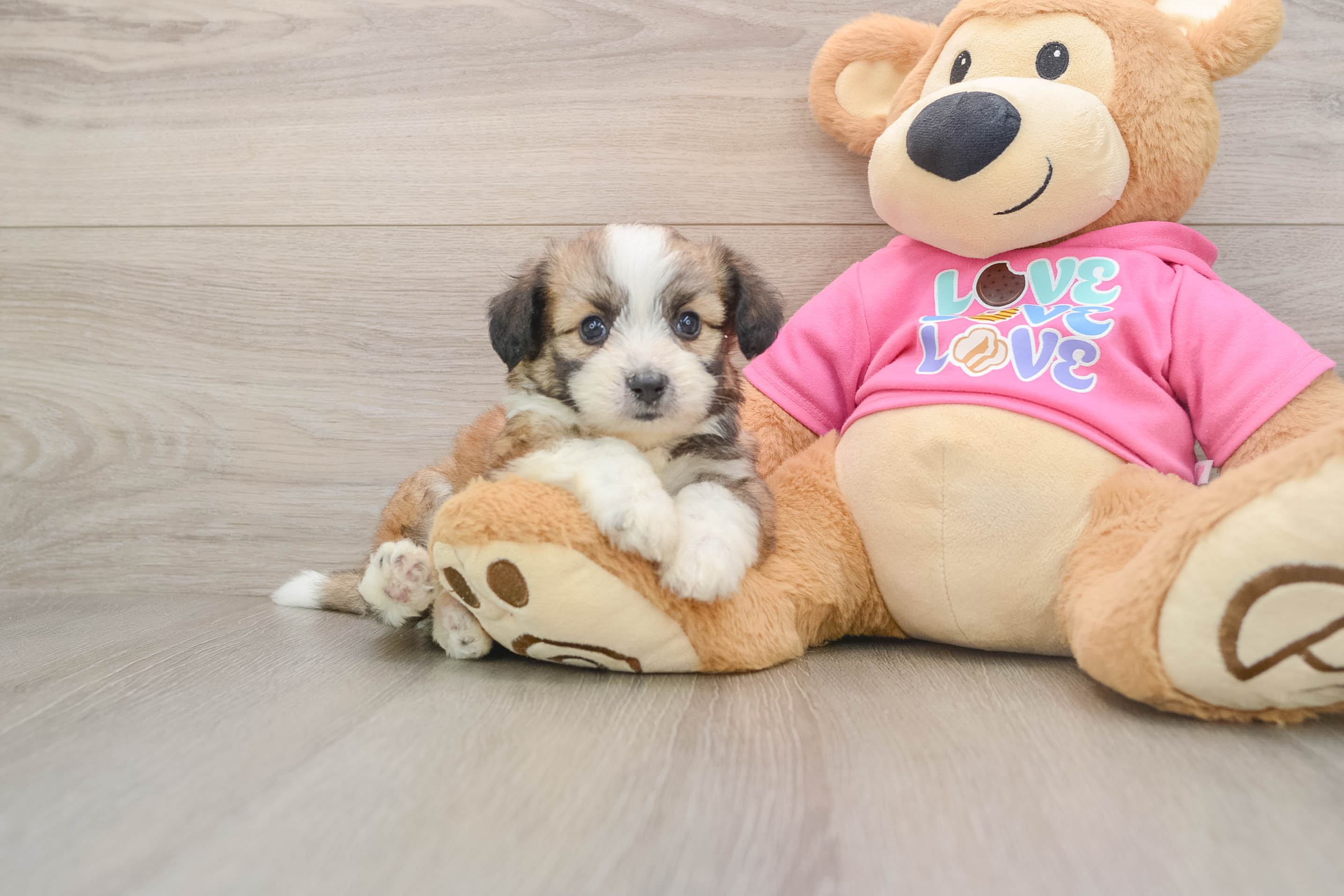 Aussiechon Puppy for Adoption