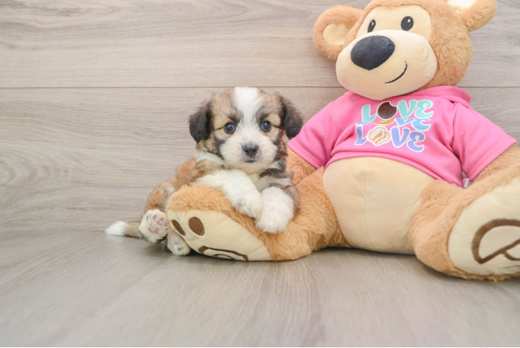 Aussiechon Puppy for Adoption