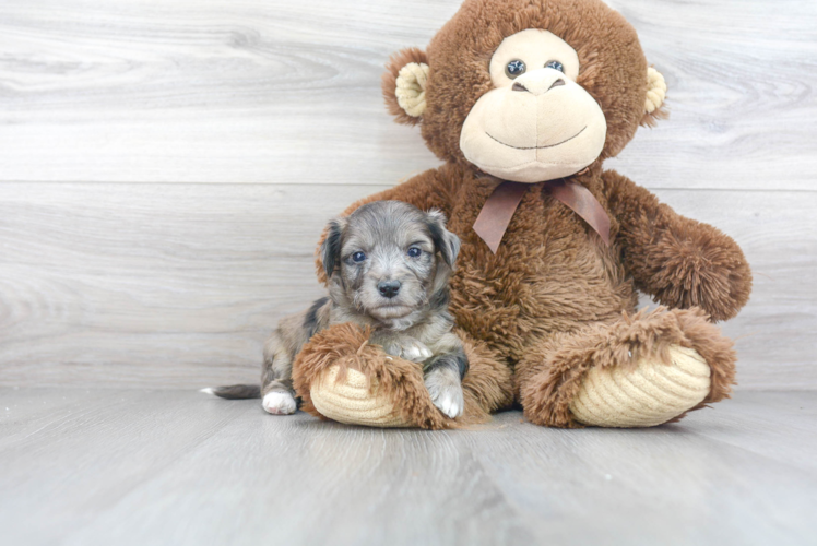 Aussiechon Puppy for Adoption