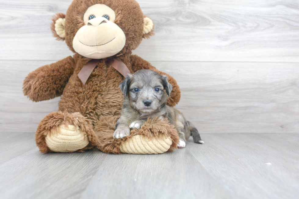 Adorable Australian Designer Puppy