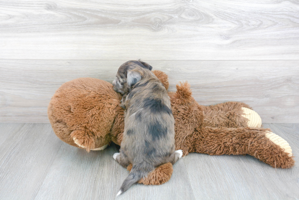Aussiechon Puppy for Adoption