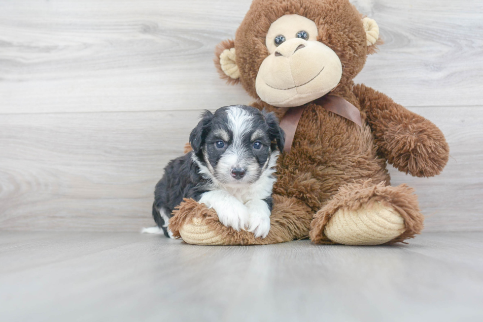 Aussiechon Puppy for Adoption