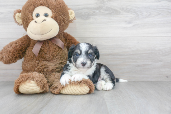 Adorable Australian Designer Puppy