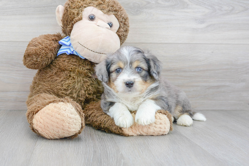 Hypoallergenic Australian Designer Puppy