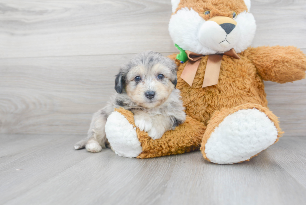 Smart Aussiechon Designer Pup