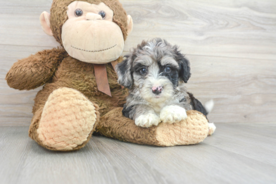 Playful Australian Designer Puppy