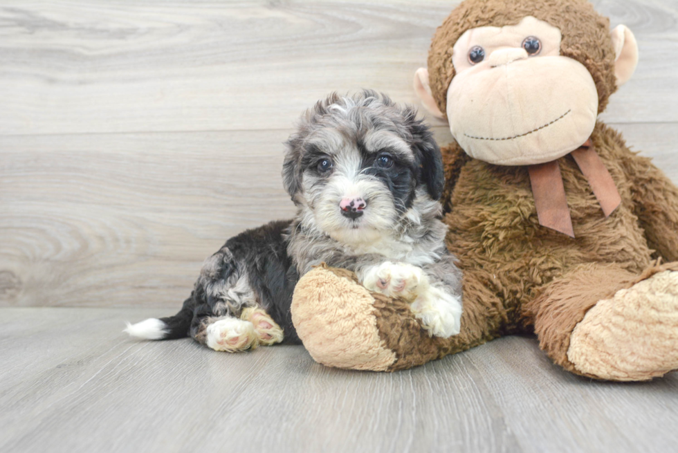 Aussiechon Puppy for Adoption