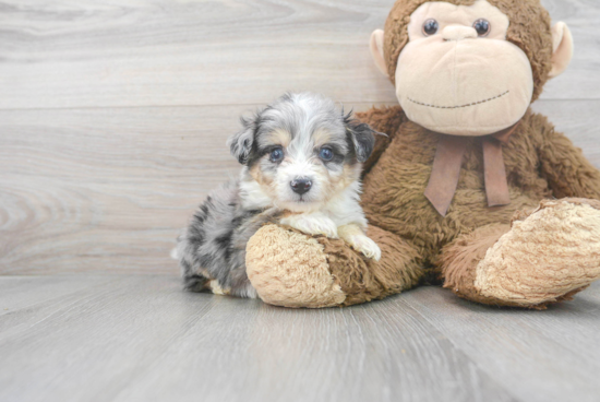 Aussiechon Puppy for Adoption