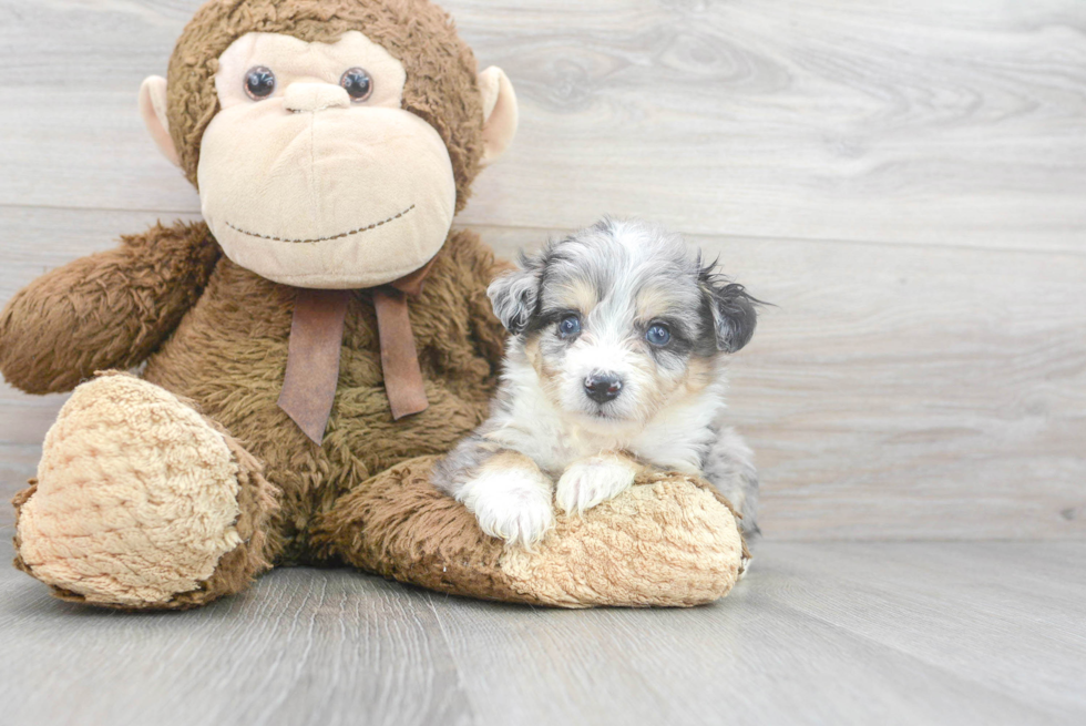 Aussiechon Puppy for Adoption