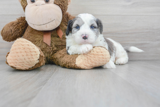 Energetic Australian Designer Puppy