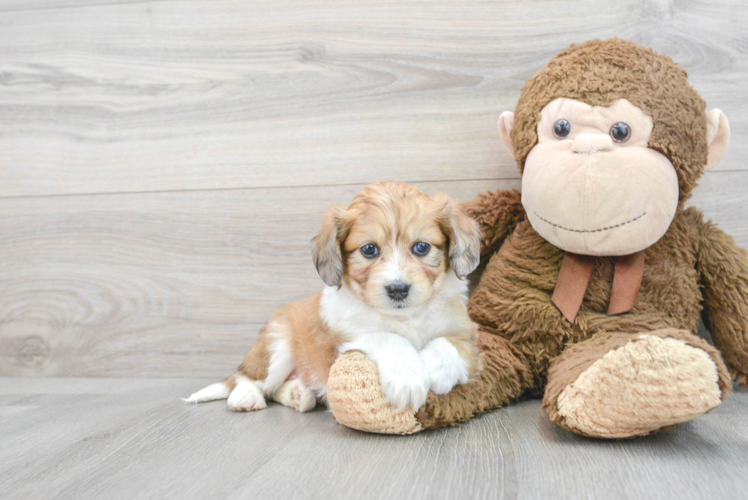 Little Australian Designer Puppy