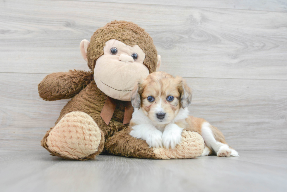 Adorable Australian Designer Puppy