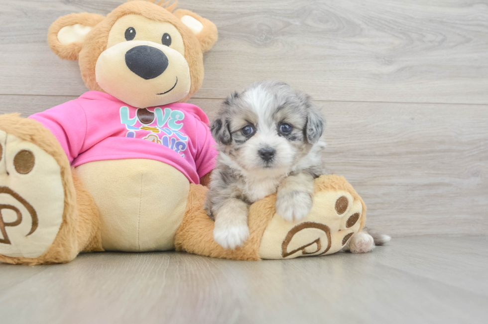 5 week old Aussiechon Puppy For Sale - Premier Pups