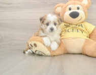6 week old Aussiechon Puppy For Sale - Premier Pups