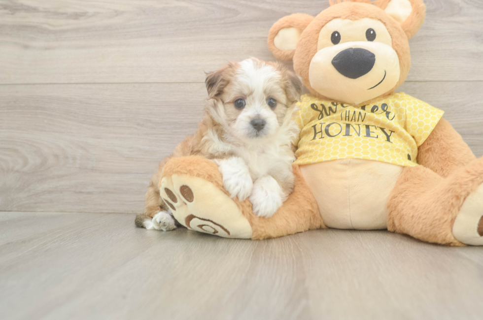 5 week old Aussiechon Puppy For Sale - Premier Pups