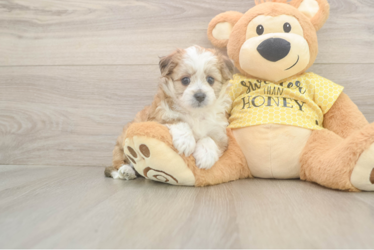 Meet Kova - our Aussiechon Puppy Photo  1/3 - Premier Pups Best Aussiechon Baby