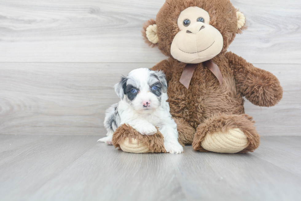 Petite Aussiechon Designer Pup