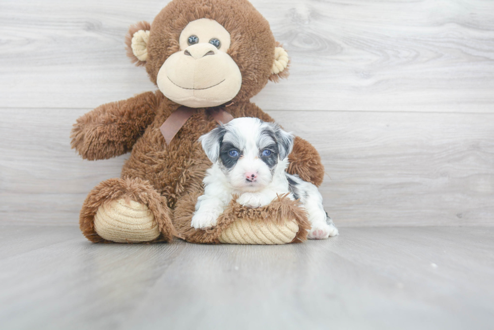 Smart Aussiechon Designer Pup