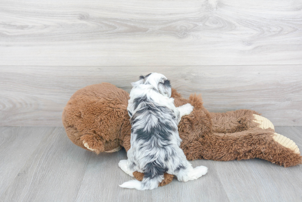 Aussiechon Puppy for Adoption