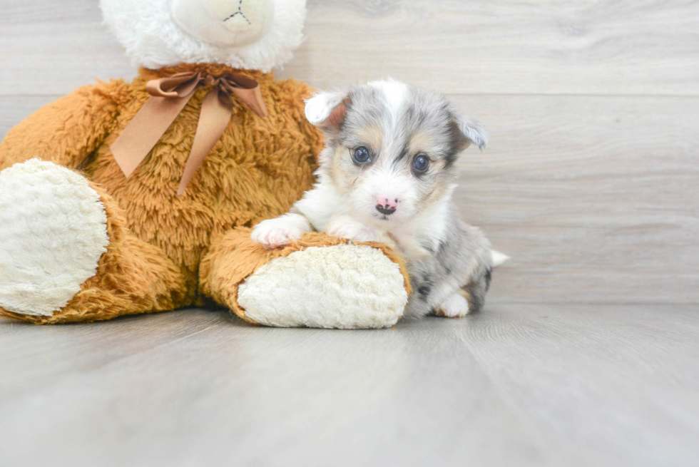 Hypoallergenic Australian Designer Puppy