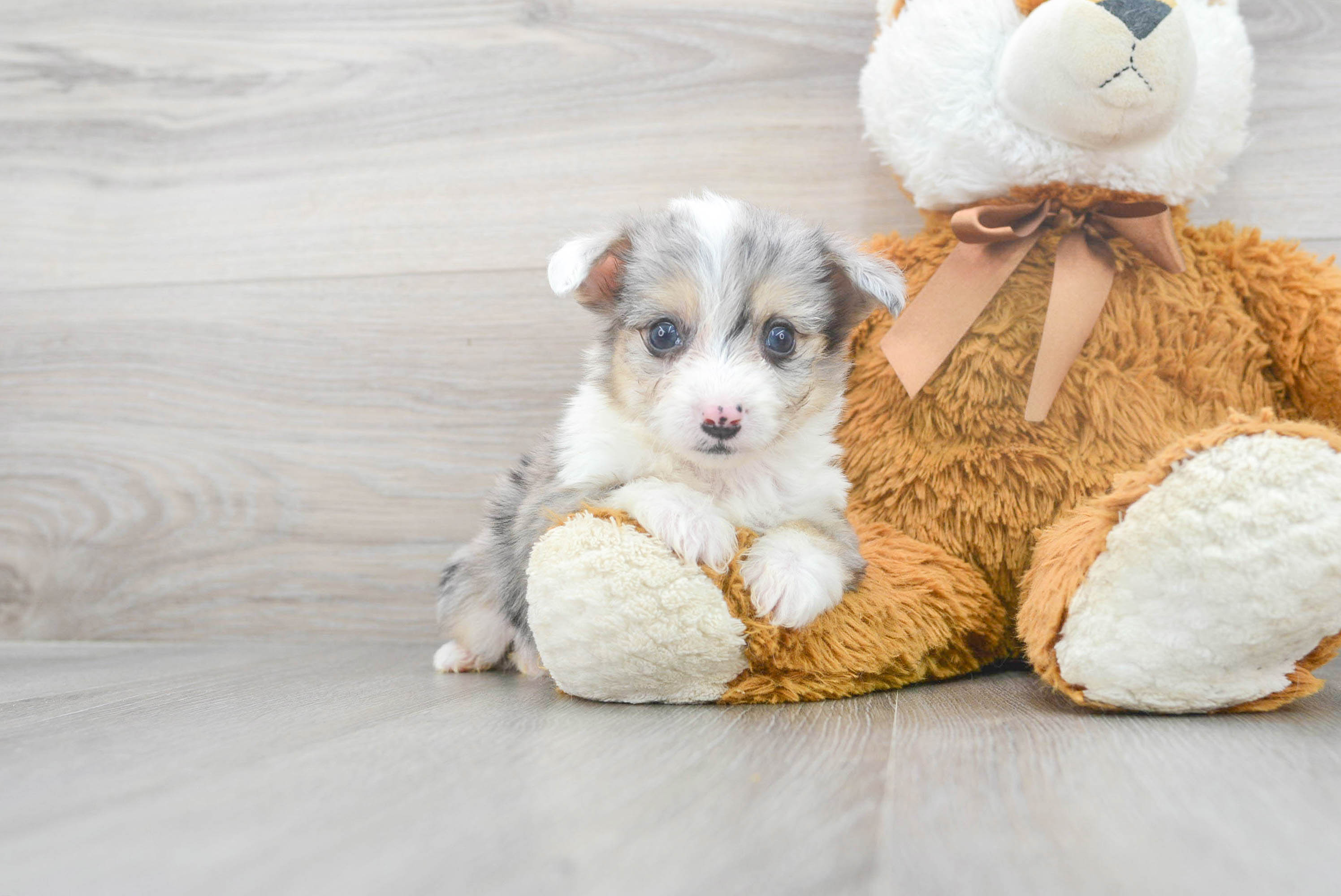 Best Aussiechon Baby