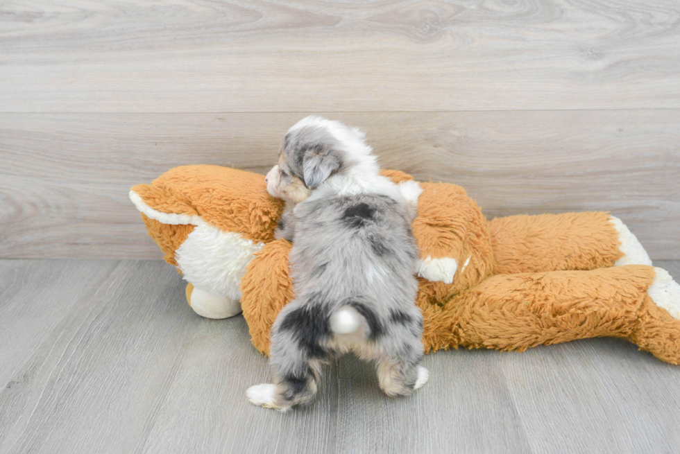 Aussiechon Pup Being Cute