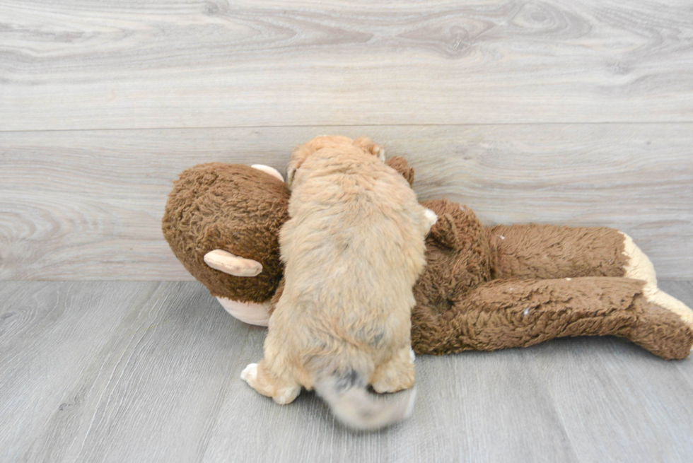 Energetic Australian Designer Puppy