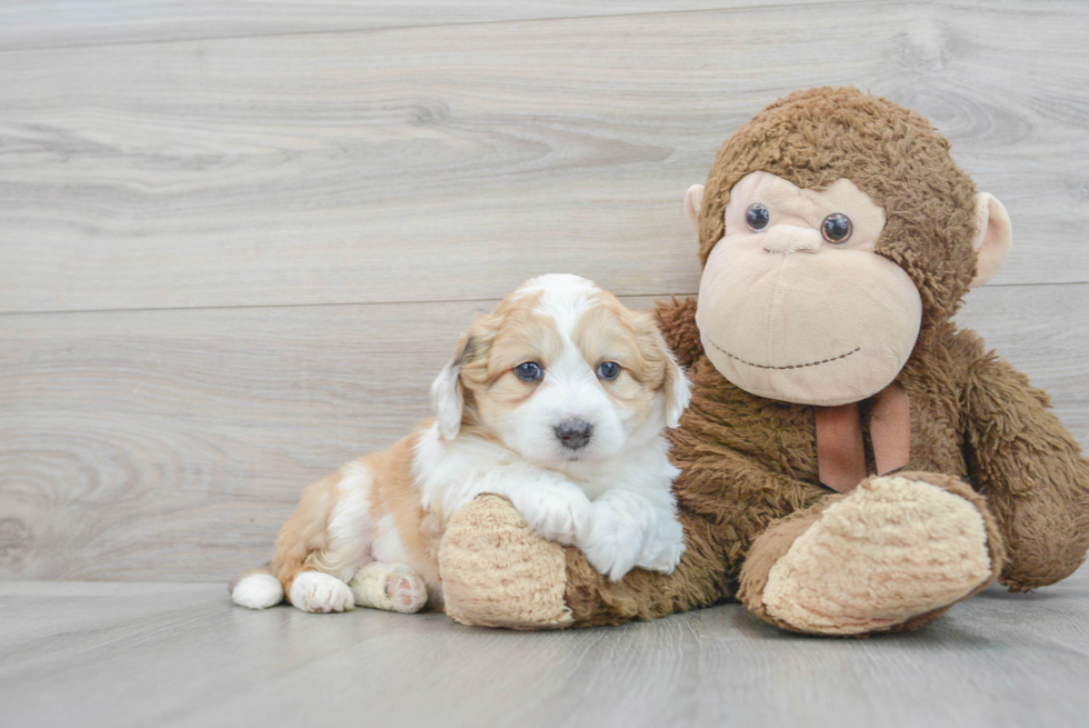 Aussiechon Puppy for Adoption