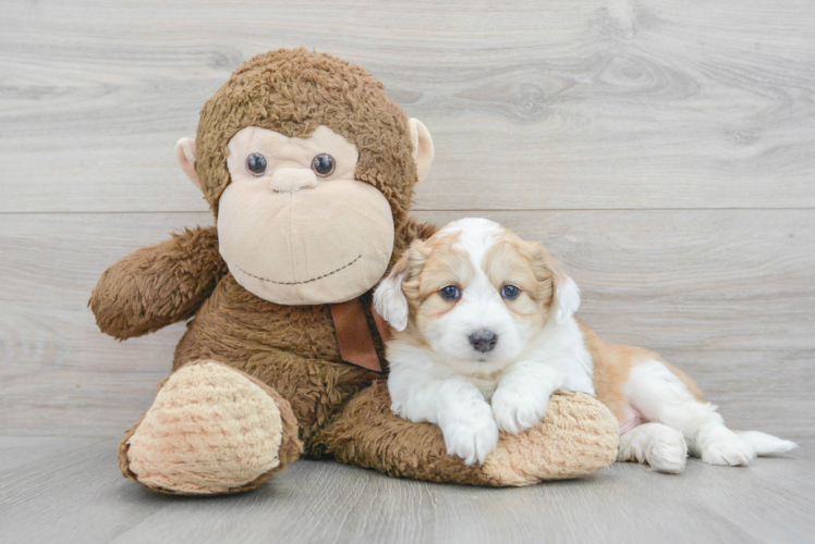 Fluffy Aussiechon Designer Pup