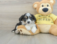 7 week old Aussiechon Puppy For Sale - Premier Pups