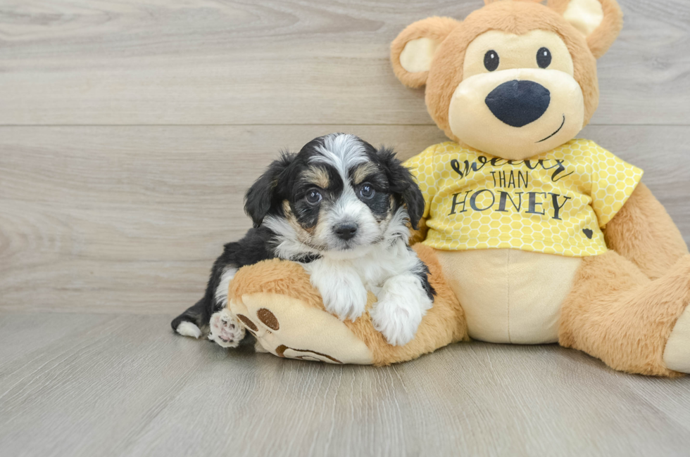 5 week old Aussiechon Puppy For Sale - Premier Pups