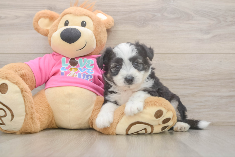 Popular Aussiechon Designer Pup