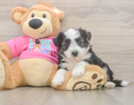 6 week old Aussiechon Puppy For Sale - Premier Pups