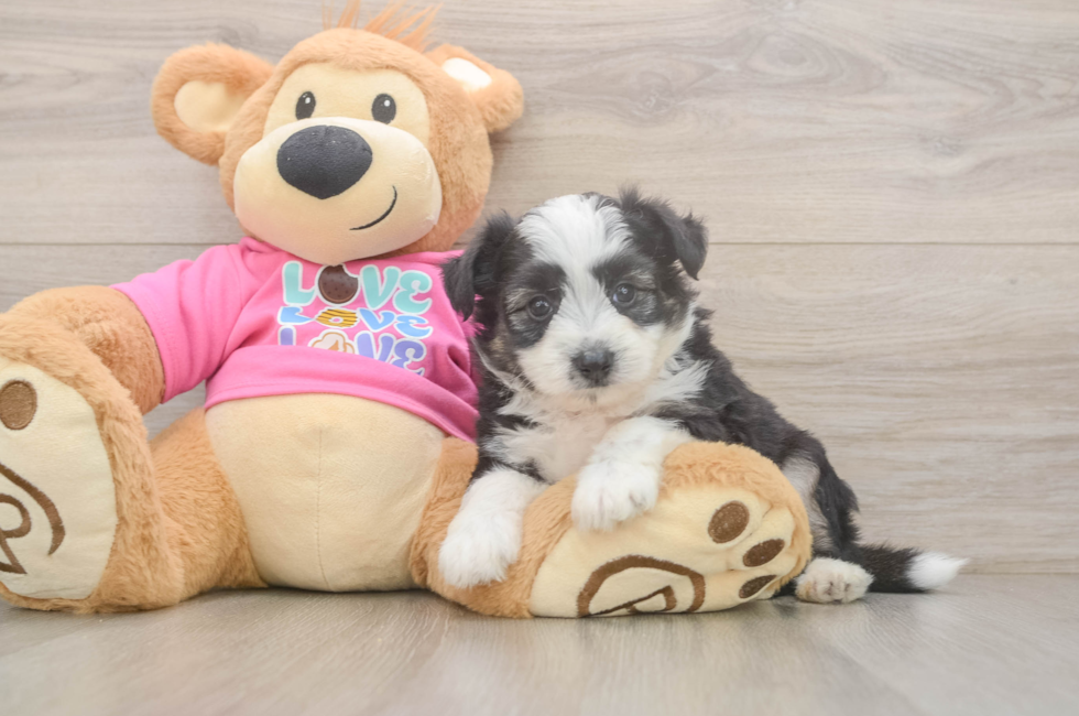 5 week old Aussiechon Puppy For Sale - Premier Pups