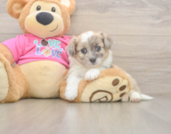 7 week old Aussiechon Puppy For Sale - Premier Pups