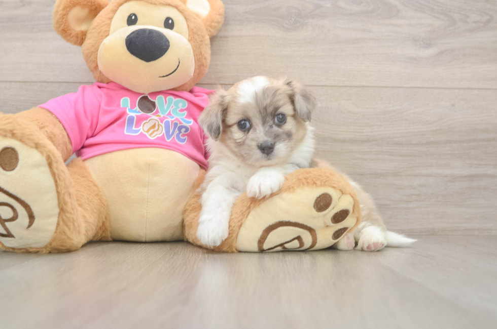 5 week old Aussiechon Puppy For Sale - Premier Pups