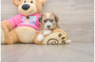 Popular Aussiechon Designer Pup