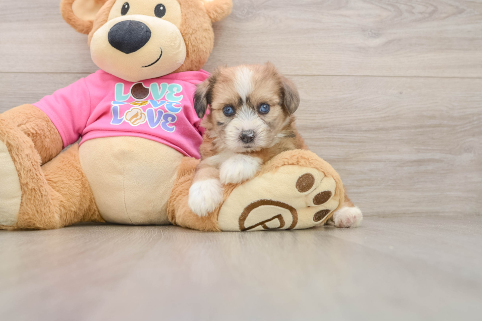 Popular Aussiechon Designer Pup